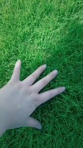 （爆款种子）厂家直销灌木种子紫穗槐刺槐银合欢多花木兰马棘绿化护坡固土草籽