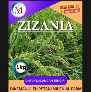 BENIH PADI ZIZANIA SUPER BERKUALITAS KEMASAN 1KG