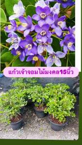 ต้นแก้วเจ้าจอม #แก้วเจ้าจอม แก้วเจ้าจอม ต้นไม้มงคลมีกลิ่นหอมให้ร่มเงา ที่ปลูกได้ทั้งในและนอกตัว กระถาง15" ⛔️ทักแชทก่อนสั่งซื้อ