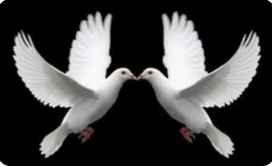 Bayar di Tempat - Raja Pukul100 / Jamu Merpati Balap - Merpati Tinggi / Kolong / Komprangan / Merpati Meja / Bukan Vet Afram