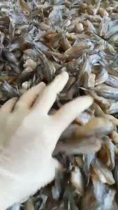 Khô Cá Chôt Đồng Loại Nogn Đặc Biệt- Vựa Khô Nàng Tiên(500g 200gr)