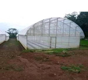 PLASTIK PE UV TEBAL 100 MICRON LEBAR 60 CM PANJANG 25 METER