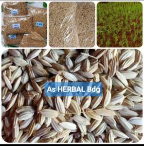 Benih padi gogo darat huma darat gogo 1 kg-az