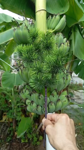 กิ่งสนเทียมกิ่งไม้พลาสติก สวยมาก ขนาด 38cm x15cm