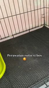 Clever Solutions - ULTRAMIX (Vitamin Kucing Penambah Nafsu Makan Pelebat Bulu Kucing Penggemuk Kucing Vitamin Penguat Bulu)