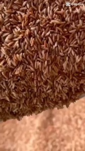 ข้าวทับทิมชุมแพ แพคสุญญากาศ I ข้าวใหม่ฤดูกาลล่าสุดI แพคระบบสุญญากาศ 10 กก.