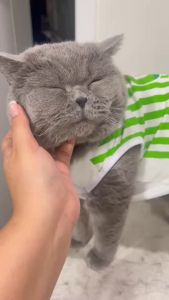 เสื้อหมา เสื้อแมว Set.4 (เบอร์ 1-6) ลายน่ารัก ลายขนส่ง เสื้อผ้าสัตว์เลี้ยง กระต่าย แฟชั่น ผ้านุ่ม