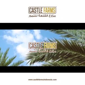 Kurma Ajwa Organik Medium 500gr - Castle Farms | Kurma Asli Madinah