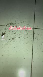 ธูปสมุนไพรไล่ยุงกลิ่นตะไคร้หอมไล่ยุงได้จริง แบบสองซอง