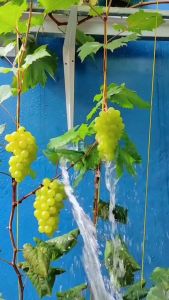 Paket 4 Bibit Anggur Manis Super Genjah 5 Bulan Berbuah