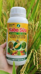 COMBO 3 SẢN PHẨM PHÂN BÓN LÁ CHUYÊN LÚA (Ra rễ nở bụi 500ml Siêu vô gạo 500ml kabo sữa 500ml)