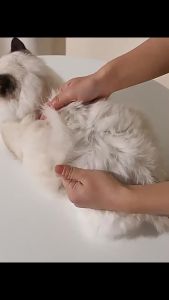 Premium Wild Alaskan Salmon Oil for Cat & Dog Minyak Salmon Untuk Kucing 100ML Pet Fish Oil Omega Max Fish Oil 宠物鱼油