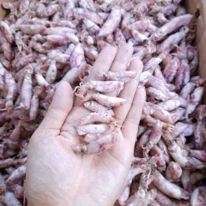 Ikan Asin Cumi Super - 500 Gram