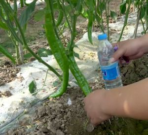 Bibit Benih Cabai Hijau Unggul 5Pack / Produksi Tinggi Benih 50g / Bibit Sayuran Cabai