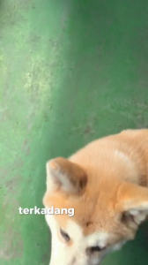 kandila pets diapers females XLLMSXS popok khusus anjing betina