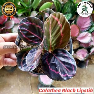 Calathea Black Lipstik Murah 5-7 Daun Bisa COD Ukuran Remaja