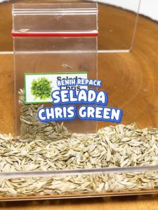 Benih Selada Chris Green Unggulan Berkualitas biji bibit repack lettuce kristine oakleaf oak hijau sayur sayuran tanaman pot hydroponik hidroponik