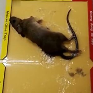 Lem Tikus Papan Perangkap Tikus Super Lengket / Lem Perangkap Tikus dan Hama / Glue Board