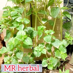 Sirih cina daun seuruhan segar 1 kg