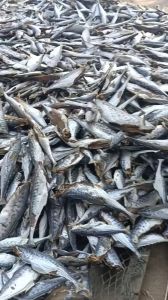 Khô Cá Thu Biển Vị Mặn Vừa Ăn Tươi Ngon Làm Từ Cá Tươi Sống Tự Nhiên- VỰA KHÔ NÀNG TIÊN