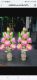 Mario_Ake