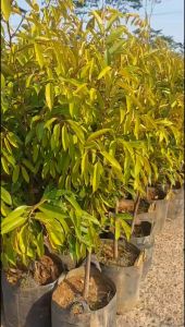 Bibit Durian Ochee Super