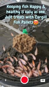 [ Cargill Starter 6113 ] Makanan Ikan Tilapia Fish Pallet Floating Pellet Fish Feed Aquarium Fish [REPACK 500G/1KG/3KG]  非洲鱼 鱼饲料
