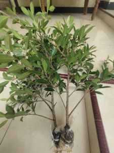 bibit kimeng ukuran batang pena/pulpen paket isi 10