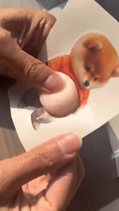 Dán tường hình chó Shiba Inu mặc áo cam và quần xám bụng phình to treo khăn giấy.