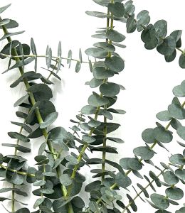 Fresh Flower Foliage Eucalyptus Baby Blue Imported Local Eucalyptus Leaf Different Size