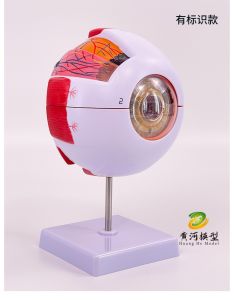 6x Magnified Human Eye Model Anatomical Teaching Model of Eye Structure for Medical And Health Toys for Ages 14 And up