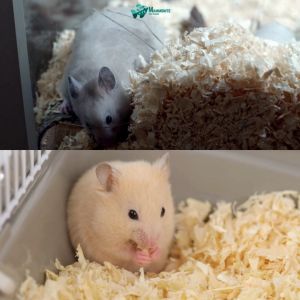 200G Wood Shavings Kusot for Hamster Guinea Pig - Perfect for Keeping Your Small Pets Cozy and Comfortable