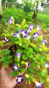 Twinsdaily | Benih Bunga Torenia Mata Kucing Warna White Purple