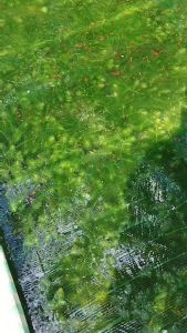 10 nhánh tặng 1 Rong đuôi chồn_Rong thủy sinh siêu đẹp_Hoàn tiền khi gặp sự cố_Uyên Aqua