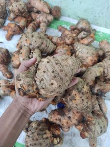 TEMULAWAK/KONENG GEDE SEGAR FRESH 1kg