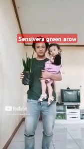 tanaman hias indoor   sensivera green arow