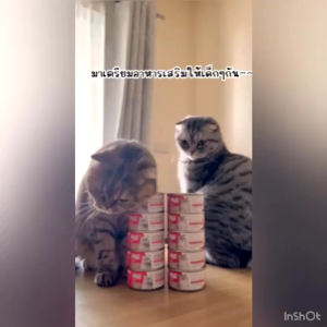 ชูชู ซูดู ซูปปลาแซลมอนส 24 กระป๋อง, สูตรบำรุงเลือด แถมฟรี 2 กรัม ชุดเคมี สำหรับคุณค่าใช้จ่าย 245 ครั้ง