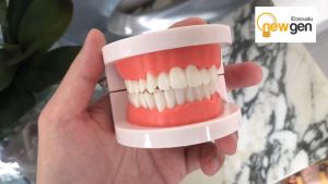 ฟันปลอม ส่งไว โมเดลฟัน Tooth model สื่อการเรียนการสอน ทันตกรรม สัดส่วน 1