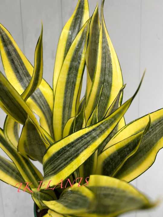 fertilizer for spider plant Buy Spider Plants Online - Chlorophytum comosum main image 0