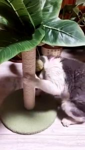 Cat Scratching Post Kitten Sisal Simulation Tree Design Teaser Ball Play Toy Cat Climbing Frame Rack Scratcher Kucing