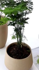 50g Simulation Moss Grass Turf Lawn Artificial Moss Green Fake Plant for Home Garden Decoration