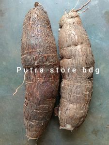 Singkong kerikil/ singkong racun sapikurru untuk obat herbal per 1 kg