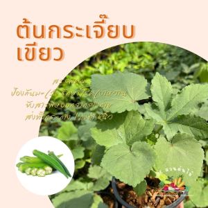 ต้นกระเจี๊ยบเขียว กระเจี๊ยบเขียว กระเจี๊ยบ ส่งพร้อมกระถาง/ถุงเพาะ 6นิ้ว ผักสวนครัว ผักสวนครัวปลูกง่าย ผักสวนครัวพร้อมปลูก ผักออร์แกนิก