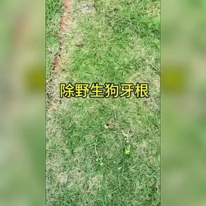（ Fast removal ） Yingke Ba Gen Jing Jing Killer for Manila Special for Removing Wild Dog Tooth Grass Ba Gen Grass Oxalis and Crabgrass