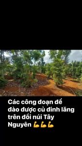 RƯỢU ĐINH LĂNG 7 NĂM TUỔI NGÂM R ượu 50 ĐỘ - 500ml 1000ml ( thơm và dễ uống giúp ngủ ngon tăng cường sk)