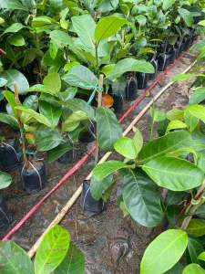 ต้นจำปาดะยวงทอง(นาทวี)