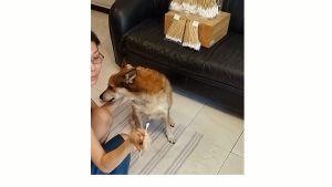 (SG Seller)  XS-XL CE & ISO CERT ETO GAS Sterile/Non Sterile Medical 6" 15cm big wooden swab cotton tip stick/bud/swab surgery wound cleaning infected animals dogs cats rabbits infected ears by hospital clinics doctors vets