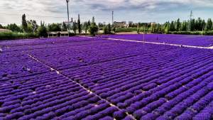 TooGet Culinary Dried Lavender Buds 100% Raw Highland Grow Lavender Flowers Ultra Blue Premium Grade Lavender with Food GradePlastic Bottle (4 OZ)