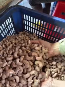 1kg Hạt Điều Rang Muối Vỏ Lụa Nguyên Hạt Xếp Hoa Hạt Điều Size Vừa Nguyên Lụa Đặc Sản Bình Phước Làm Quà Biếu Sang Trọng - Hạt Giàu Dinh Dưỡng Tốt Sức Khỏe