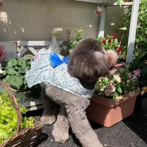 Pet Dog Floral Dress & Bow: Spring New Breathable Lovely Princess Dress